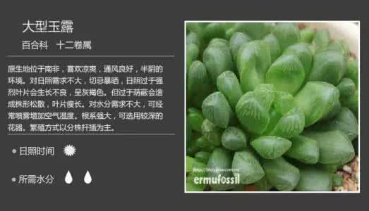 多肉植物养护 150多种多肉植物养护对照表