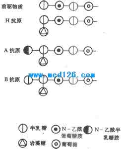 血型遗传规律表 转  血型与遗传规律表