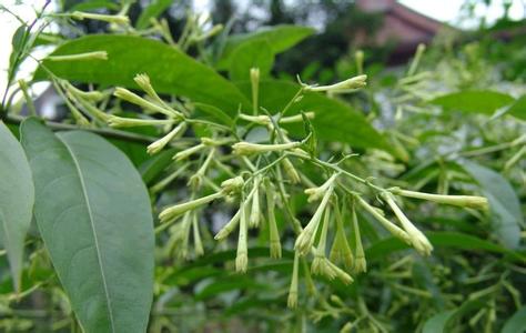 夜来香花图片 夜香树