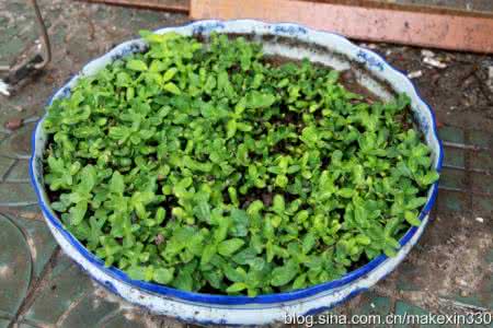 吃什么清热解毒 养生之道:吃点海英菜可清热解毒