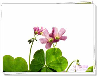 佛法飘香尘世 让尘世捻花飘香，静心的呢喃【经典图文】