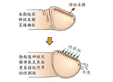 射精阈值低怎么延长 射精阈值低怎么延长 延长射精的最好方法