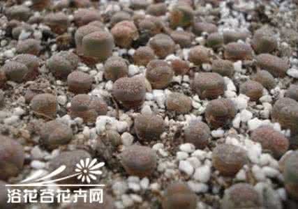 生石花蜕皮过程 生石花蜕皮前后过程与经验（图）