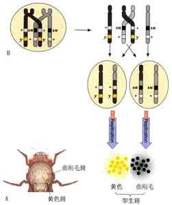 体细胞基因治疗 体细胞基因治疗 体细胞及体细胞治疗的概述