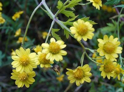 野菊花 【女款系列】野菊花的美