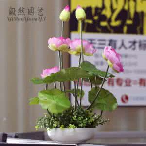 水培花卉栽培与鉴赏 水培花卉栽培与鉴赏 水培花卉技术介绍  教你将土栽花卉转变为水培花卉