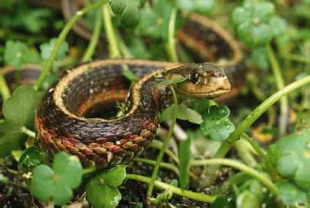 【动物世界蛇】动物世界蛇的习性