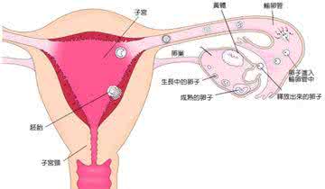 排卵期出血怎么调理 排卵期出血怎么调理 为什么会排卵期出血