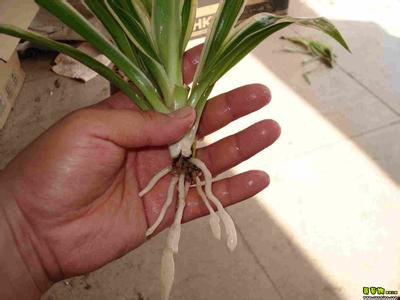 金边吊兰可以水培吗 怎样水培金边吊兰图解