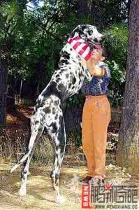 世界之最最大的动物 动物世界之最：世界上最大的狗 重达一百三十公斤【组图】