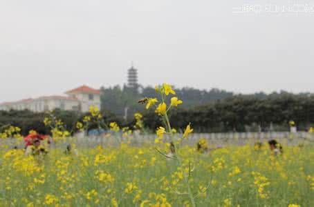 东莞莲湖度假村 畅游东莞莲湖赏花