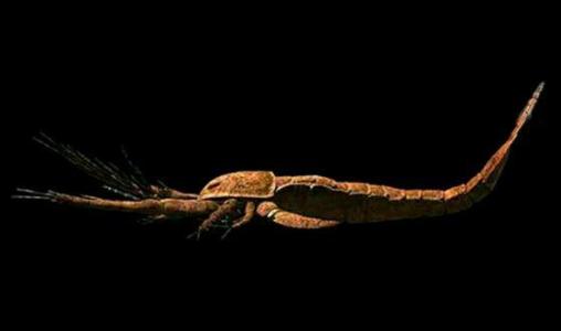 古生物百科 科普:古生物百科大全,多得是你不知道的!(中)