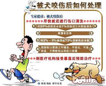 狂犬病的预防措施 狂犬病的预防措施 四大要点帮你远离狂犬病