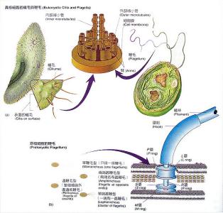 鞭毛和纤毛的区别 纤毛、鞭毛