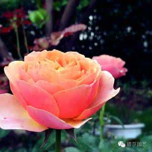 欧月和月季花的区别 家有欧月十多种,各有千秋各不同 | 花友分享