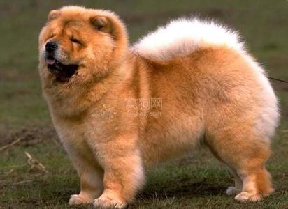 迷你松狮犬能长多大 松狮犬能长多大