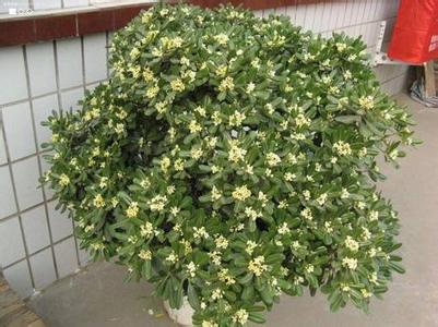 七里香种子怎么种 七里香的养殖方法 七里香花的养殖方法 怎么选七里香花的种子
