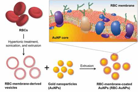 红细胞膜 两种新型的红细胞膜载药系统研究综述