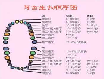 儿童换牙顺序图 儿童换牙顺序,家长你知道吗