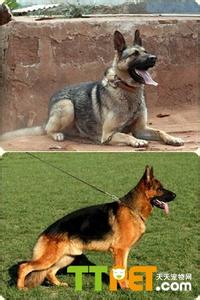 说男的小狼狗什么意思 小狼狗是什么意思 德国牧羊犬和狼狗的区别?如何区分?