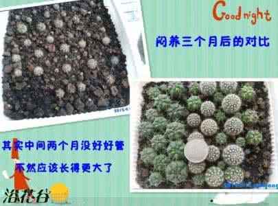 绯花玉播种 绯花玉种子怎么种?(绯花玉播种经验)