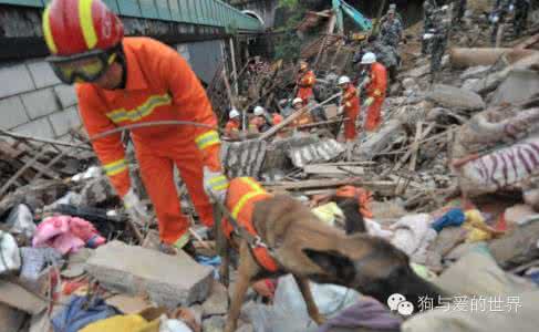 战友无声 无声的战友在行动，搜救犬带伤定位16名被困者！