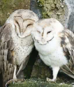 一夫一妻的动物 一夫一妻 克制了动物性？