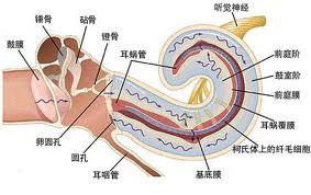 痛觉神经敏感 天生敏感 痛神经敏感是天生的吗？