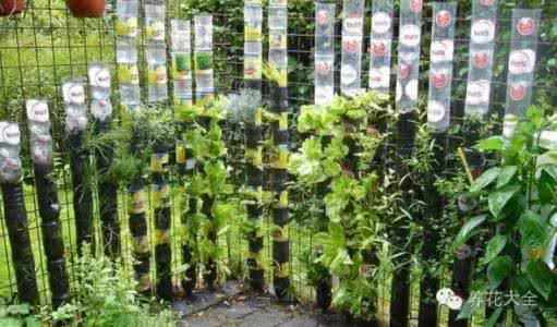 塑料瓶立体菜园制作 8个塑料瓶就能拥有一个立体菜园，学会再也不用买菜！