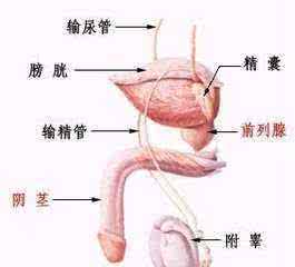 射精时疼痛是怎么回事 性生活时射精时疼痛怎么回事