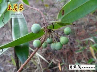中风断根特效秘方 特效秘方：头风痼疾与偏正头风！