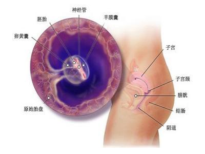 胎儿停止心跳的原因 怀孕中期胎儿停止心跳 怀孕8个月胎儿停止心跳,只是因为孕妈多吃了这样东西