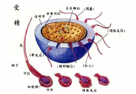 碧芙源两周期去妊娠纹 妊娠周期 妊娠1个月（0－3周）