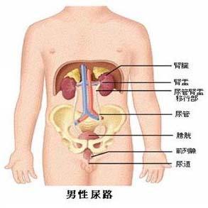 尿路感染治疗用药原则 尿路感染的治疗用药
