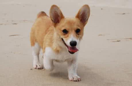 柯基犬饲养注意事项 柯基犬饲养 柯基犬好养吗 如何饲养柯基犬