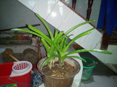 文竹 2016年12星座开运 芦荟文竹水仙 12星座开运植物各是什么