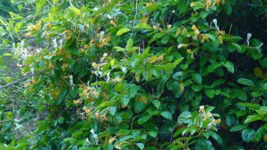 蓝靛果忍冬 大果忍冬 (Lonicera hildebrandiana)，忍冬科  