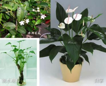 适合办公室养的大植物 适合养在办公室的植物