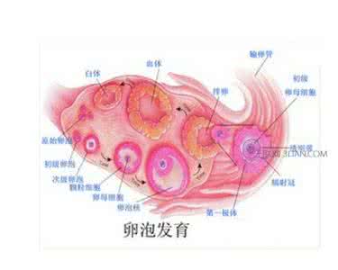 卵泡长成囊肿怎么回事 卵泡囊肿是怎么回事