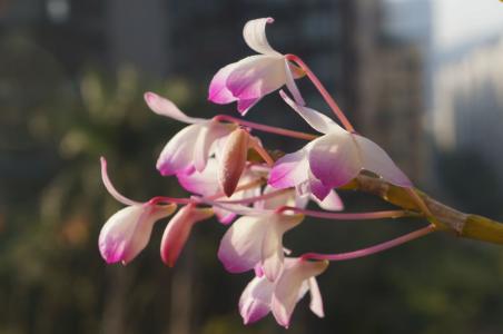 想出书的朋友必看 花卉术语解释(花友必看)