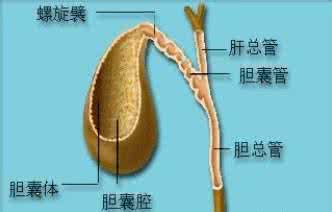 胆囊息肉的饮食禁忌 胆囊息肉的治疗方法 胆囊息肉饮食禁忌