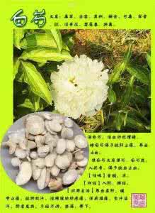史上最全植物图谱 史上最全中药图谱300种(中)