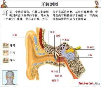 全套高清人体解剖图 【转载】全套人体解剖图～让你彻底了解自己！【健康百科】