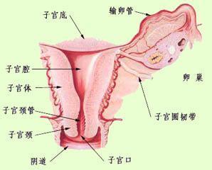 子宫流血 子宫流血 女孩干完这事子宫竟会流血