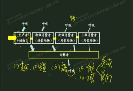 同化量等于 总同化量等于什么？