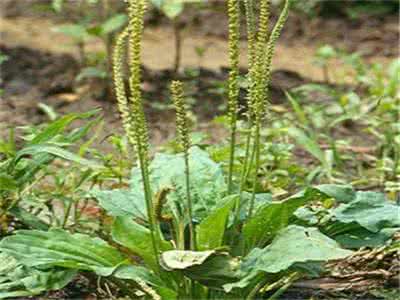 车前子的功效与作用 车前子功效与作用有哪些