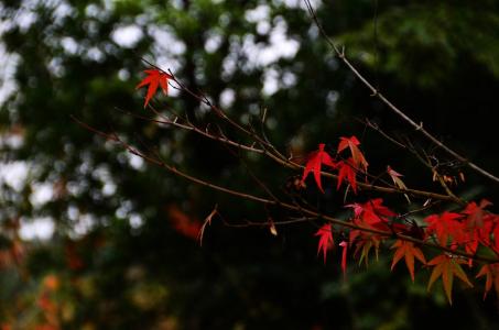 冰恋跪下斩首 秋之殇 秋之殇，殇指尖