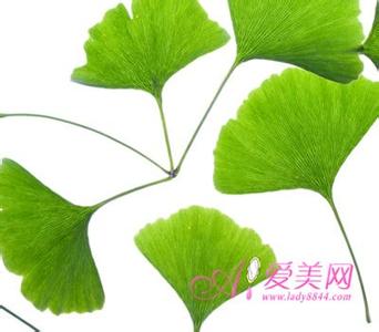 银杏果怎么吃降血压 银杏降压片 银杏全身都是宝 降压美颜功效多