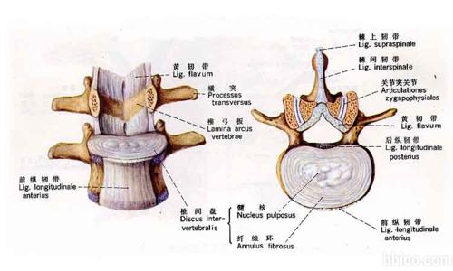 椎间盘膨出病变 椎间盘病变的诊治经验与教训-宋文阁