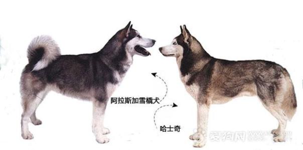 阿拉斯加和哈士奇区别 阿拉斯加 哈士奇和阿拉斯加的区别